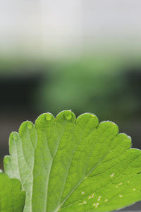Close-up of raindrops on green leaves