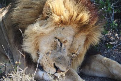 Close-up of lion