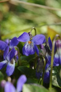 Close-up of purple iris flowers