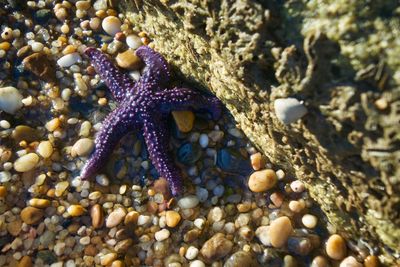 Close-up of jellyfish on beach
