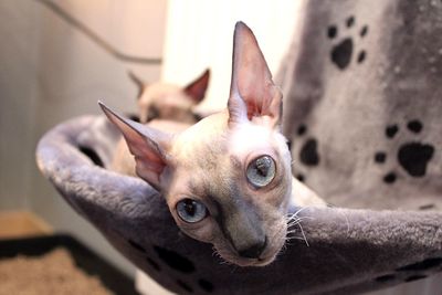 Close-up portrait of cat resting at home