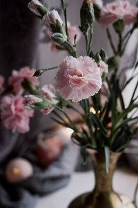 Close-up of pink rose