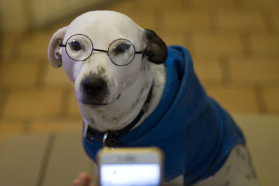Close-up portrait of dog at home