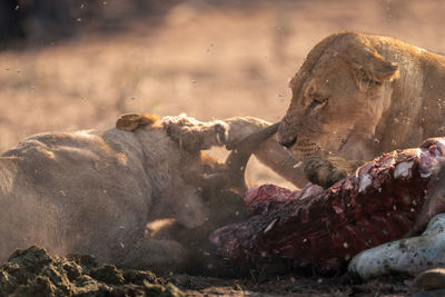 Lioness drinking water