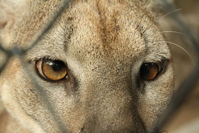 Detail shot of a puma