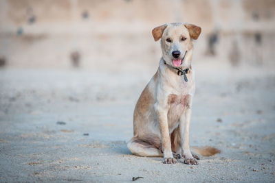 Portrait of dog