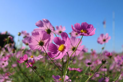 Close-up of pink cosmos flowers against sky