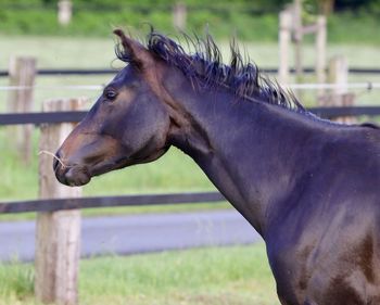 Close-up of horse in field