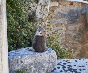 Cat sitting on rock