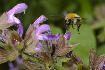 Close-up of bee pollinating on purple flower