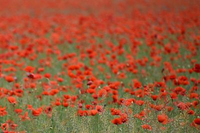 Close-up of red poppy flowers growing on field