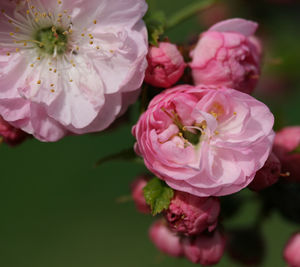Close-up of pink flowers blooming outdoors