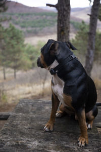 Dog looking away on wood