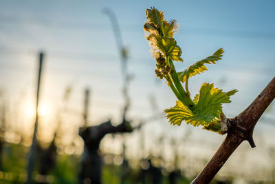 Budding at a vine twig in sunrise back lit