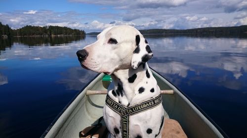 Dalmatian dog in boat at lake