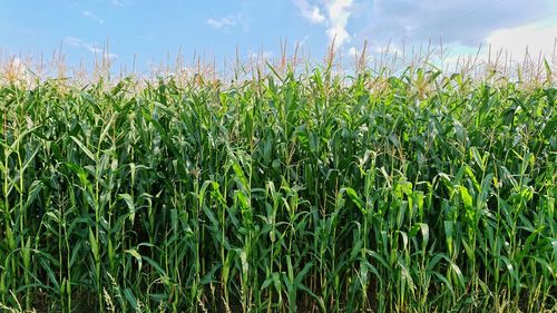 Crops growing on field against sky