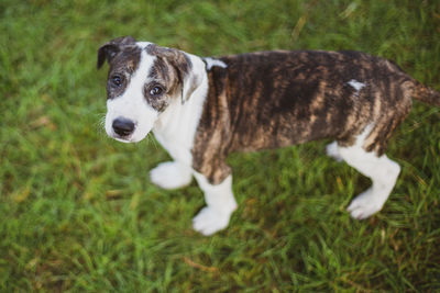 Dog standing in field