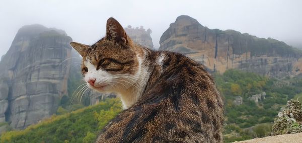 View of a cat looking away