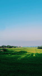 Scenic view of agricultural field against clear sky