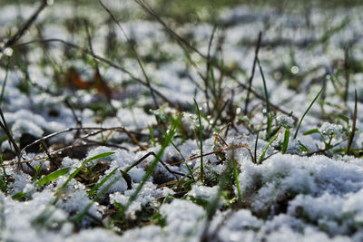 Close-up of frozen plants on land