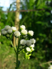 Close-up of white flowering plant