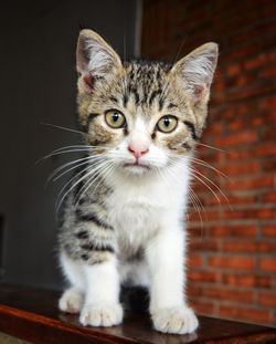 Close-up portrait of tabby kitten