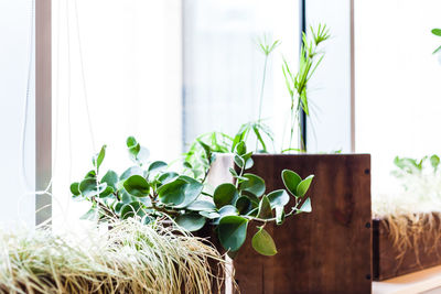 Close-up of potted plant against window