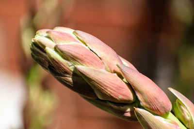 Close-up of lizard