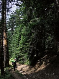 Man walking amidst trees in forest