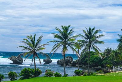 Palm trees on beach against sky