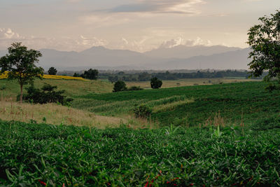 Scenic view of field against sky