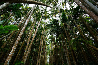 Low angle view of coconut palm trees in forest