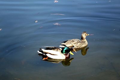 High angle view of duck swimming on lake