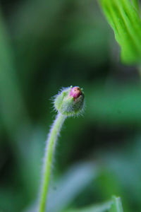 Close-up of plant against blurred background