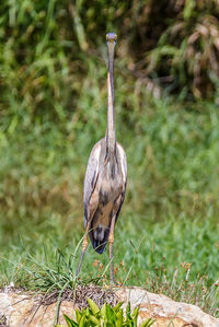 Bird on a field