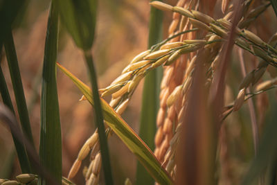 Close-up of wheat growing on field