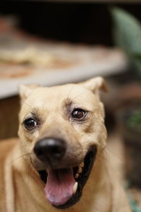 Close-up portrait of dog