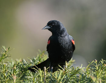 Red-winged blackbird