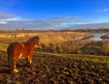 Horse standing in a field