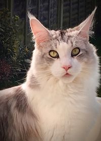 Close-up portrait of cat