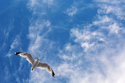 Low angle view of seagulls flying in sky