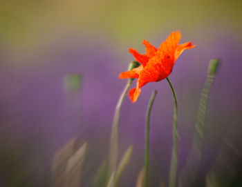 Close-up of orange flower