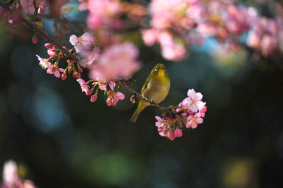 Japanese white-eye perching on branch of cherry tree