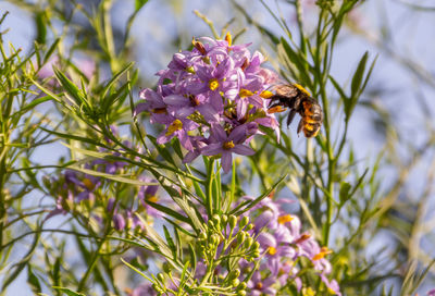 Close-up of bee pollinating on purple flower