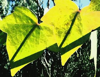 Close-up of leaves