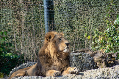 Lion looking away on rock in zoo