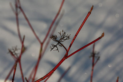 Close-up of plant against sky