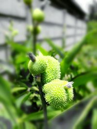 Close-up of plant in greenhouse