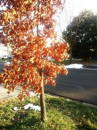 Close-up of autumn tree against sky