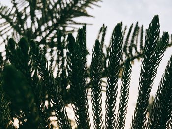 Low angle view of fresh green plants against sky